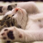 Divertissements pour chats : 10 astuces